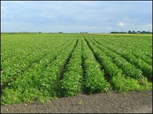 http://upload.wikimedia.org/wikipedia/commons/1/13/Potato_prairie_-_geograph.org.uk_-_892294.jpg